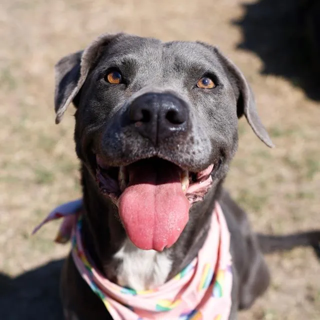 A young medium-sized female American Staffordshire Terrier dog named Bell for adoption in San Antonio, TX