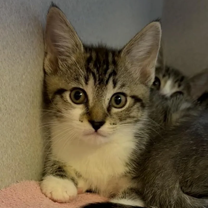A baby small-sized female Brown / Chocolate Domestic Short Hair cat named Paddy for adoption in Pittsburgh, PA