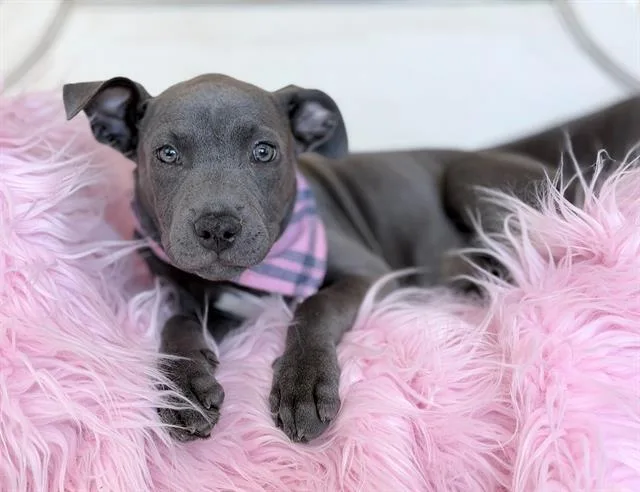 A baby small-sized female Pit Bull Terrier dog named Dazzle for adoption in Fairfield, CA