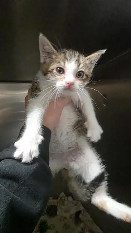 A baby small-sized male Domestic Short Hair cat named Seed for adoption in Clinton, MO