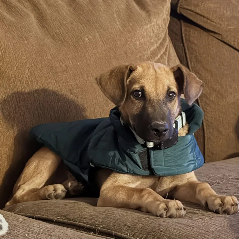 A baby medium-sized male Yellow / Tan / Blond / Fawn Belgian Shepherd / Malinois dog named Mango for adoption in Baldwin, MD