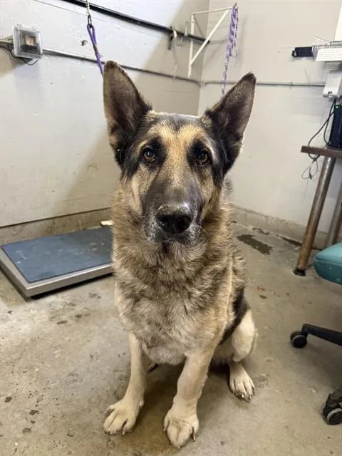 An adult large-sized male German Shepherd Dog dog named Rian for adoption in Camarillo, CA