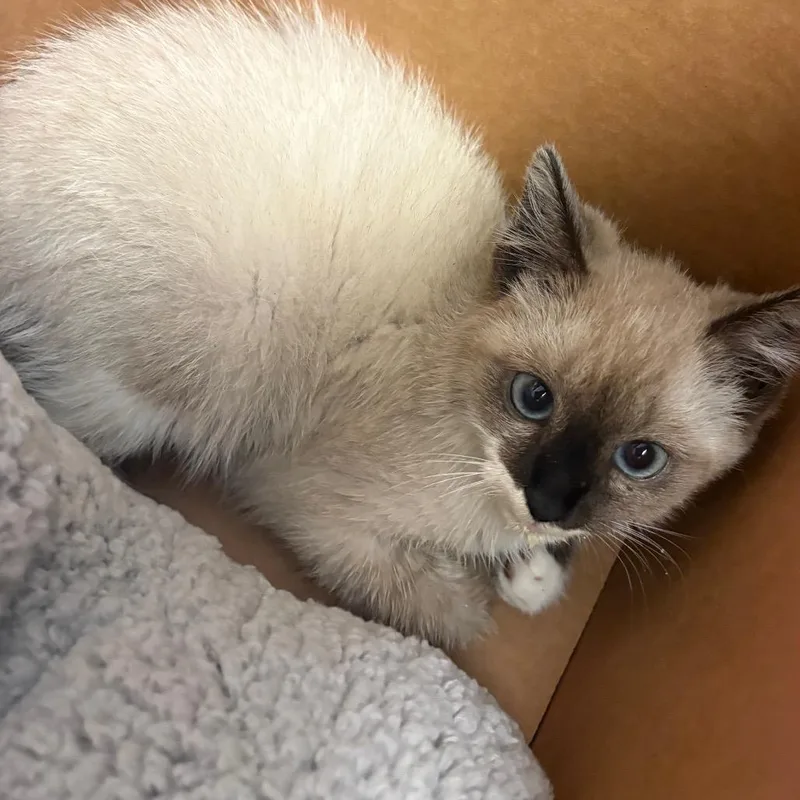 A baby small-sized male Gray / Blue / Silver Domestic Short Hair cat named Strayramblingtrail for adoption in Columbus, GA
