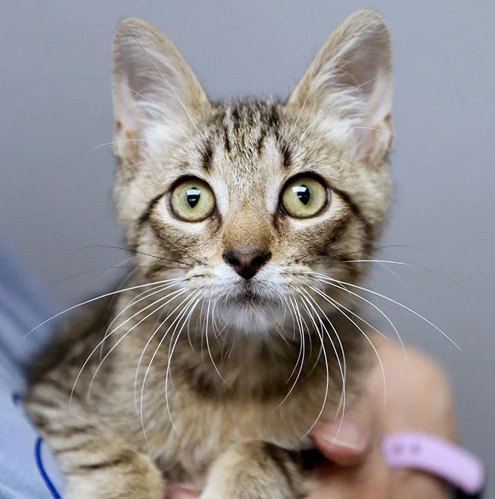 A baby medium-sized male Tabby (Gray / Blue / Silver) Domestic Short Hair cat named Theo for adoption in Kansas City, KS