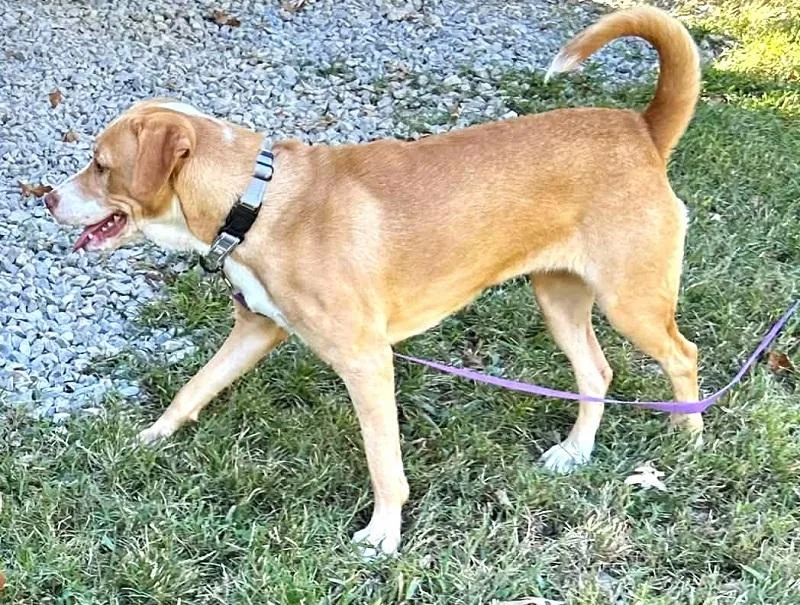A young medium-sized female Yellow / Tan / Blond / Fawn Labrador Retriever dog named Pretty Pretty for adoption in Pegram, TN