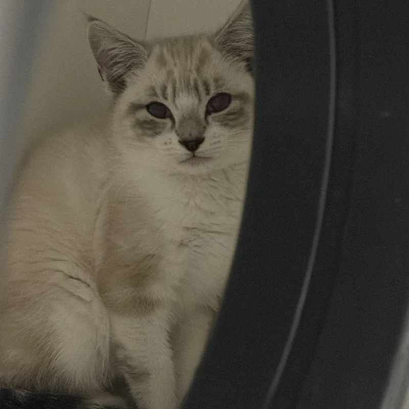 A baby medium-sized male Buff & White Siamese cat named Doodle Bob for adoption in Southold, NY