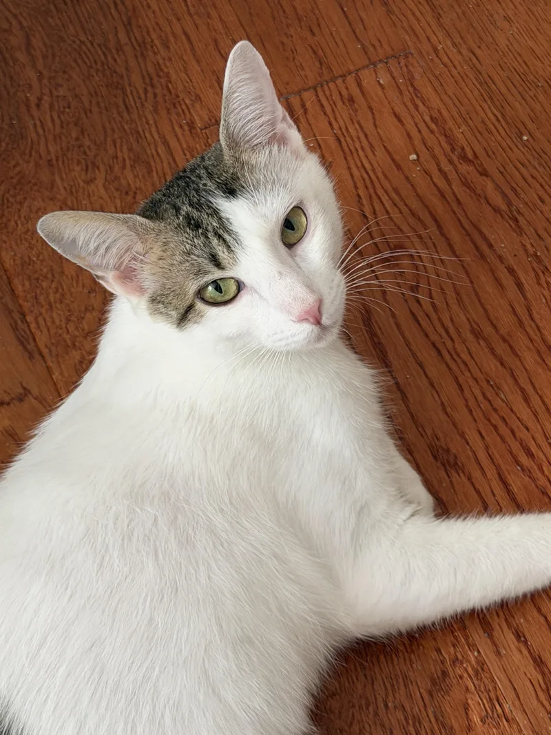 A young medium-sized female White Domestic Medium Hair cat named Naomi for adoption in Granby, CT
