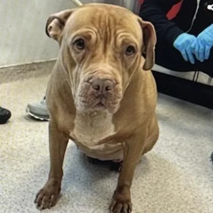 An adult large-sized female Mixed Breed dog named Martha Maye for adoption in Medford, NY