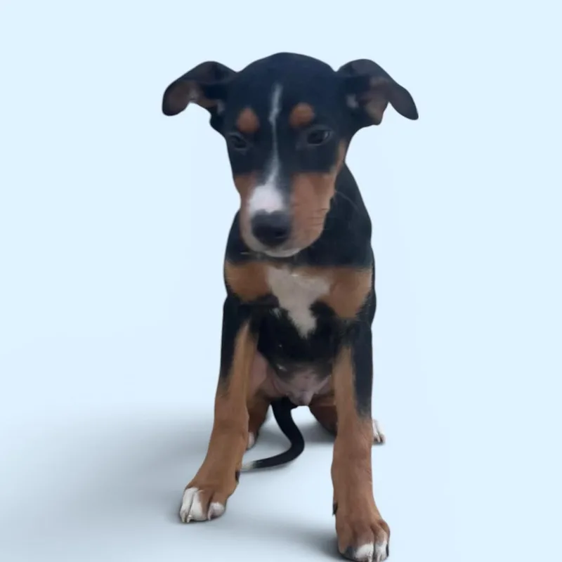 A baby medium-sized male Black Mixed Breed dog named Slushie for adoption in Elyria, OH