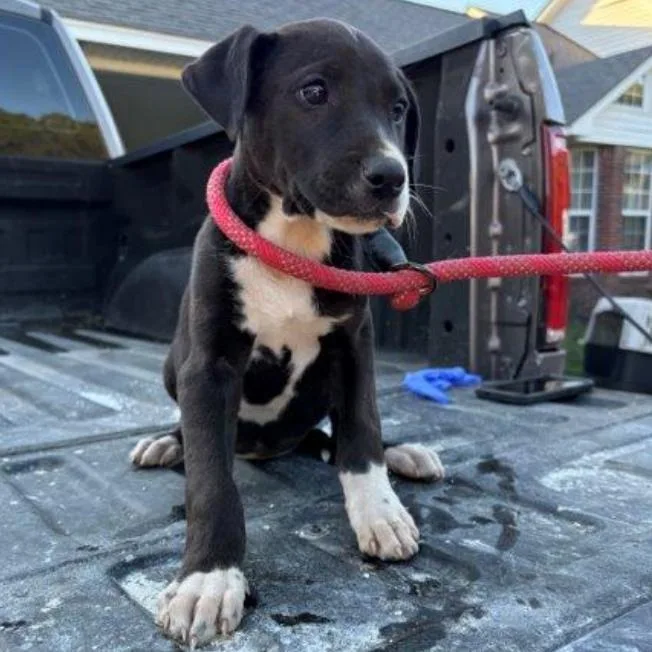 A baby small-sized female Black Mixed Breed dog named Orion for adoption in Briarcliff Manor, NY