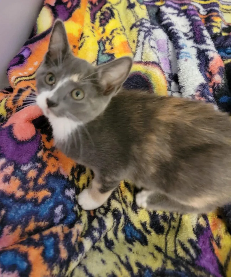 A baby medium-sized female Domestic Short Hair cat named Rosalie for adoption in Holbrook, NY