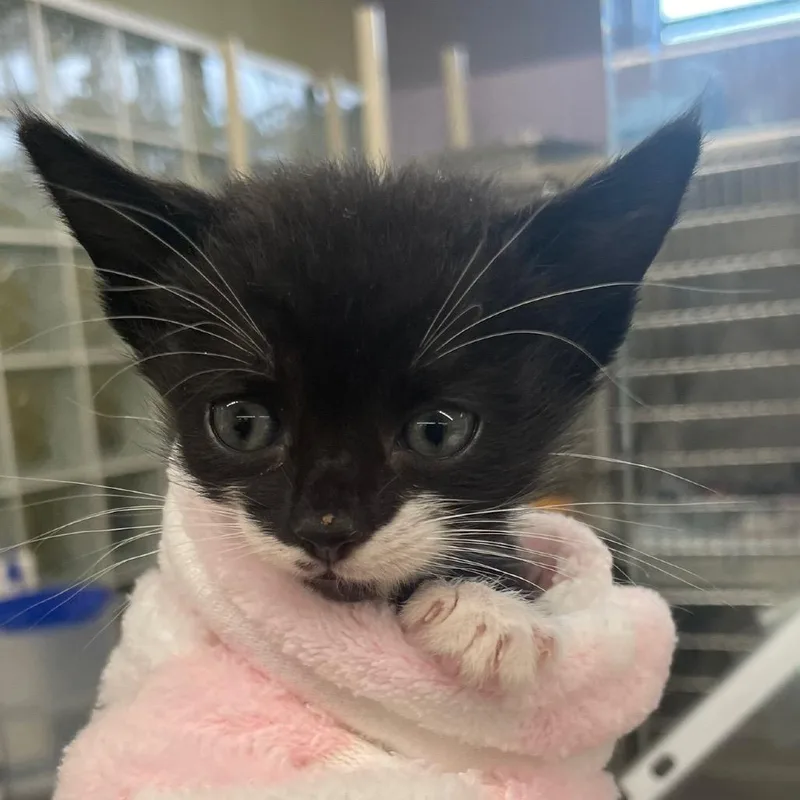 A baby small-sized female Domestic Short Hair cat named Nala for adoption in West Palm Beach, FL