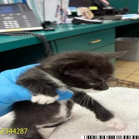Nala thumbnail 2