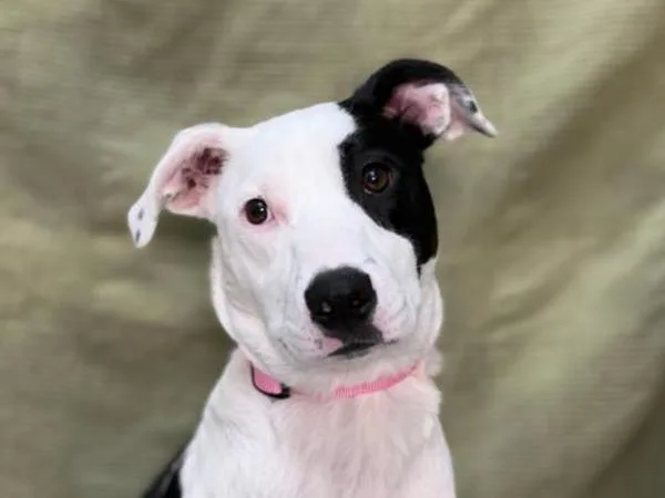 A baby small-sized female Pit Bull Terrier dog named Daphne for adoption in Portland, OR