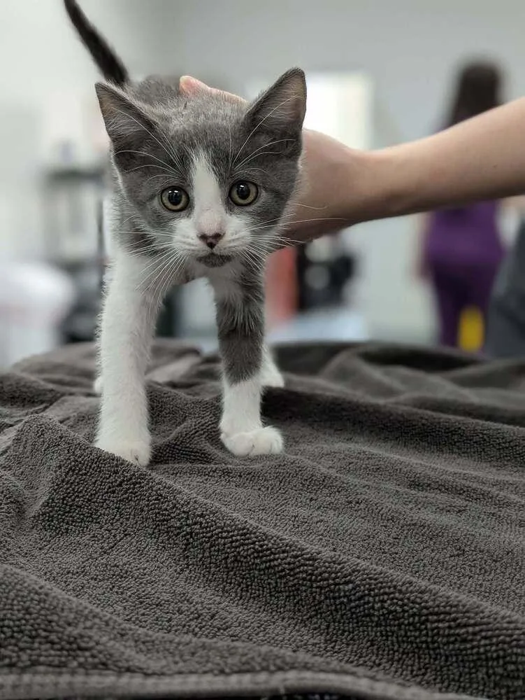 A baby small-sized female Gray & White Domestic Short Hair cat named Berry Punch for adoption in Raleigh, NC