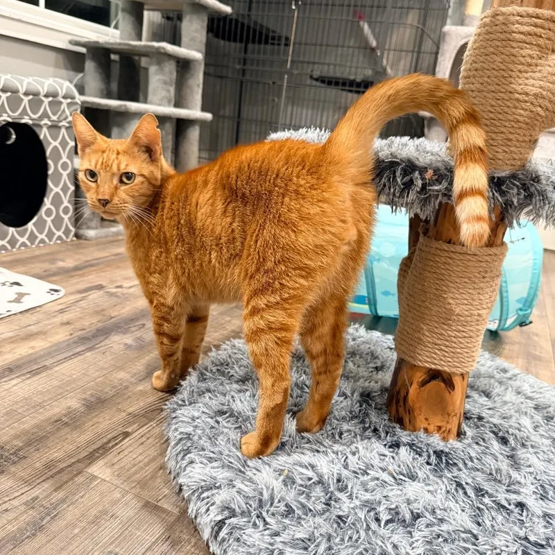 An adult small-sized male Domestic Short Hair cat named Osage for adoption in Port Neches, TX