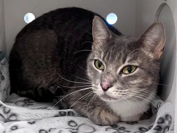 An adult small-sized female Domestic Short Hair cat named Chicken Wing for adoption in Austin, TX