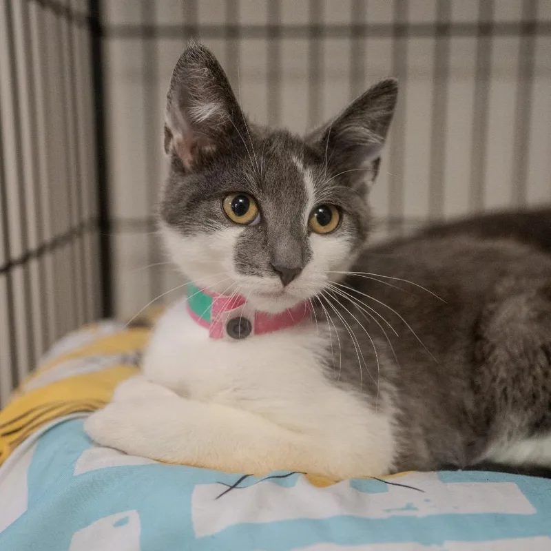 A baby small-sized female Gray / Blue / Silver Domestic Short Hair cat named Rose for adoption in Pawling, NY