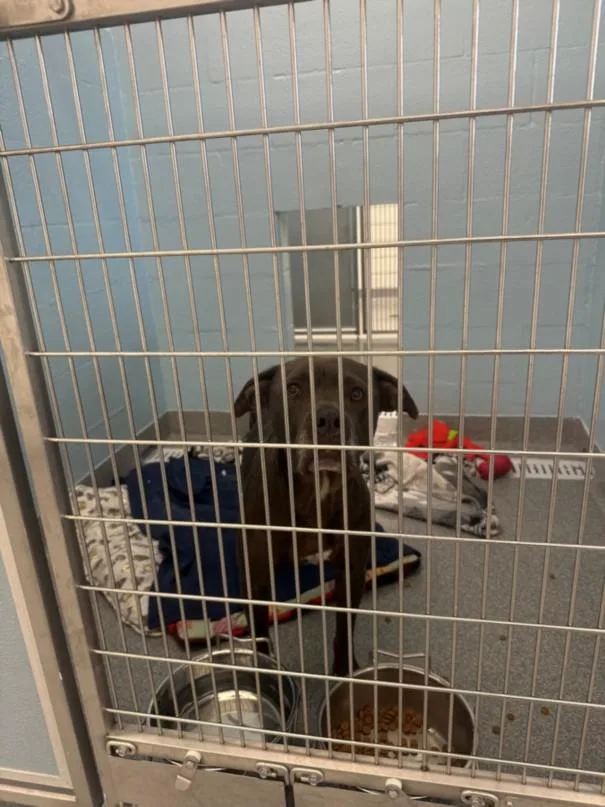 An adult medium-sized female Pit Bull Terrier dog named Prada for adoption in Toledo, OH