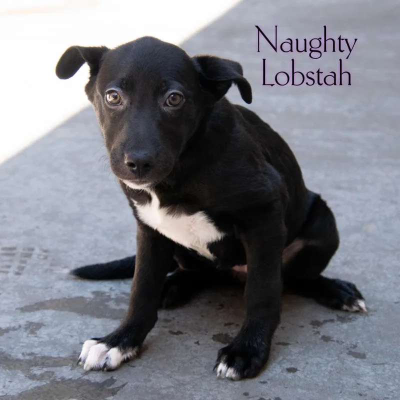 Naughty Lobstah