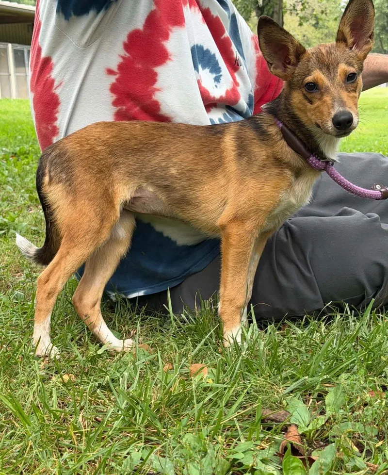 A young small-sized female Feist dog named Pretzel for adoption in Midland, VA