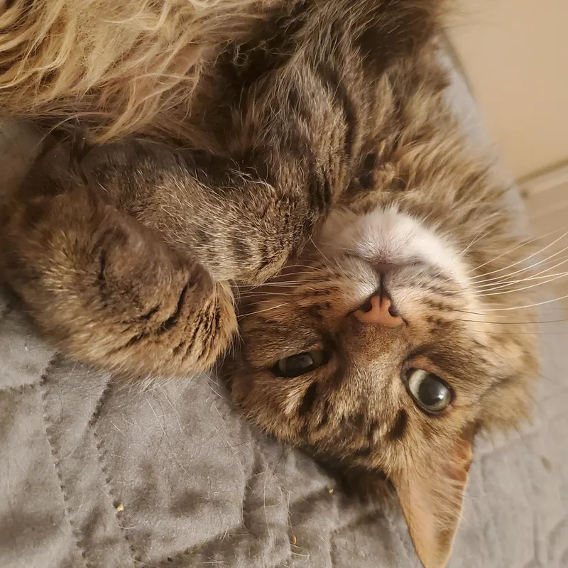 Aiden