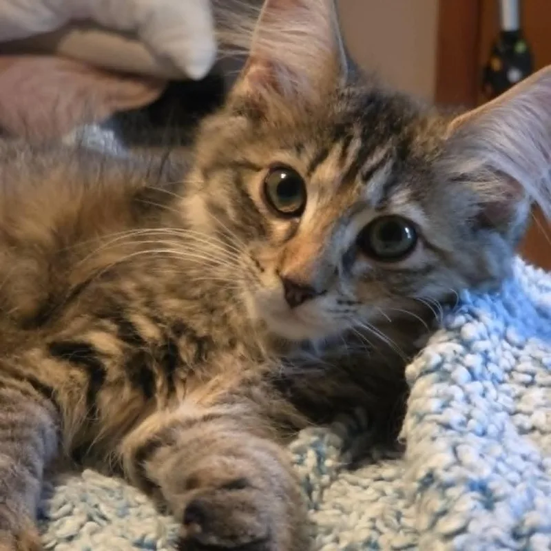 A baby medium-sized female Brown / Chocolate Domestic Short Hair cat named CookieFuzz lightyear for adoption in Rocky Mount, VA