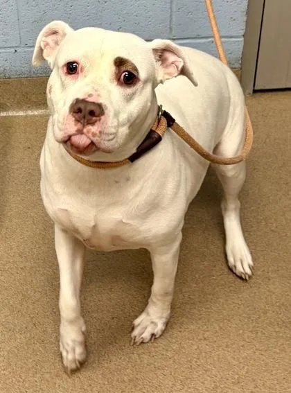 An adult large-sized female Mixed Breed dog named Deseree for adoption in Chamblee, GA