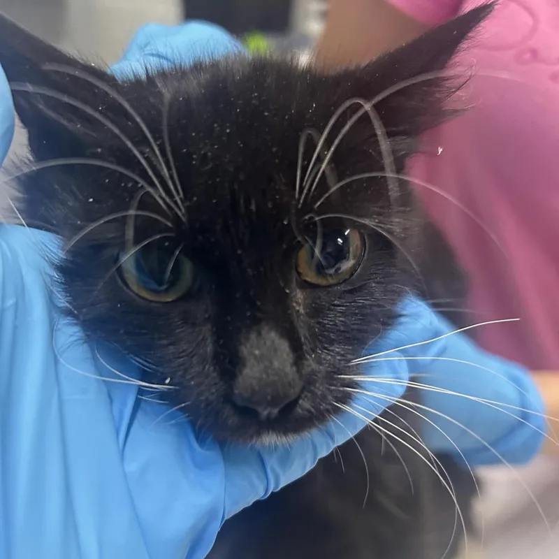 A baby small-sized female Black Domestic Medium Hair cat named River for adoption in Summerville, SC