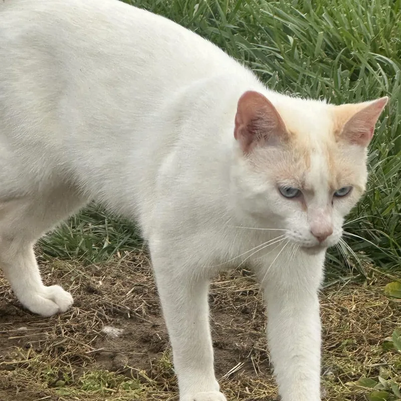 A young medium-sized male White Domestic Short Hair cat named Milky Way for adoption in Morganfield, KY