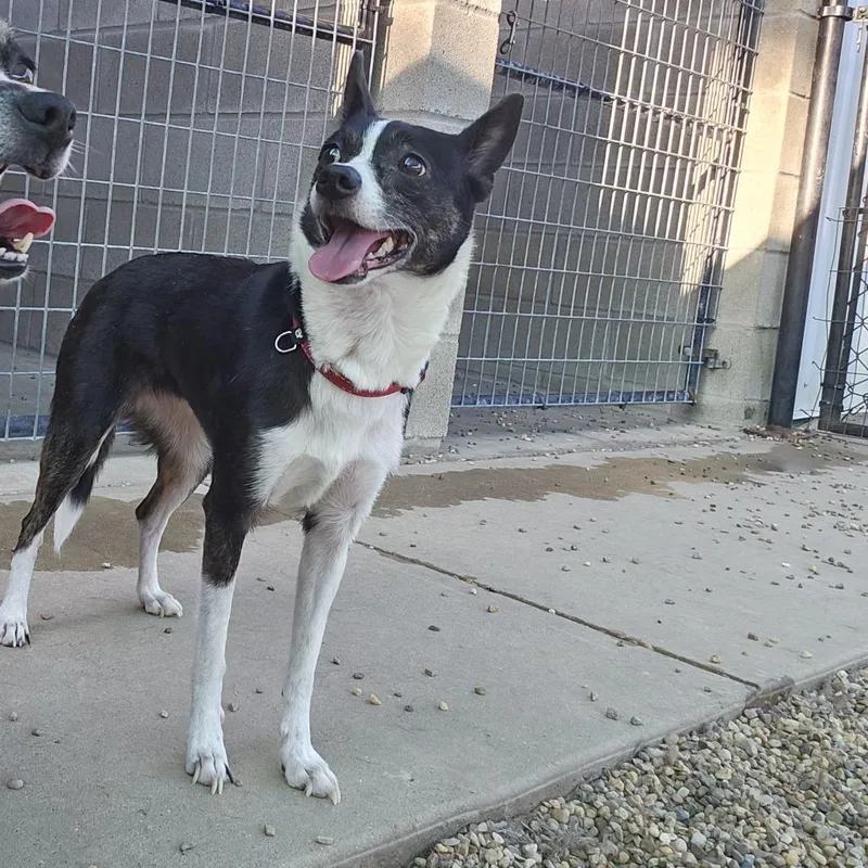 A senior small-sized female Black Chihuahua dog named Emily for adoption in Wadena, MN