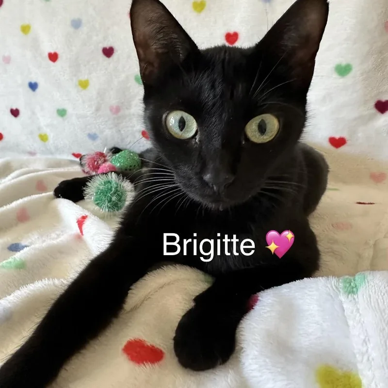 Brigitte thumbnail 2