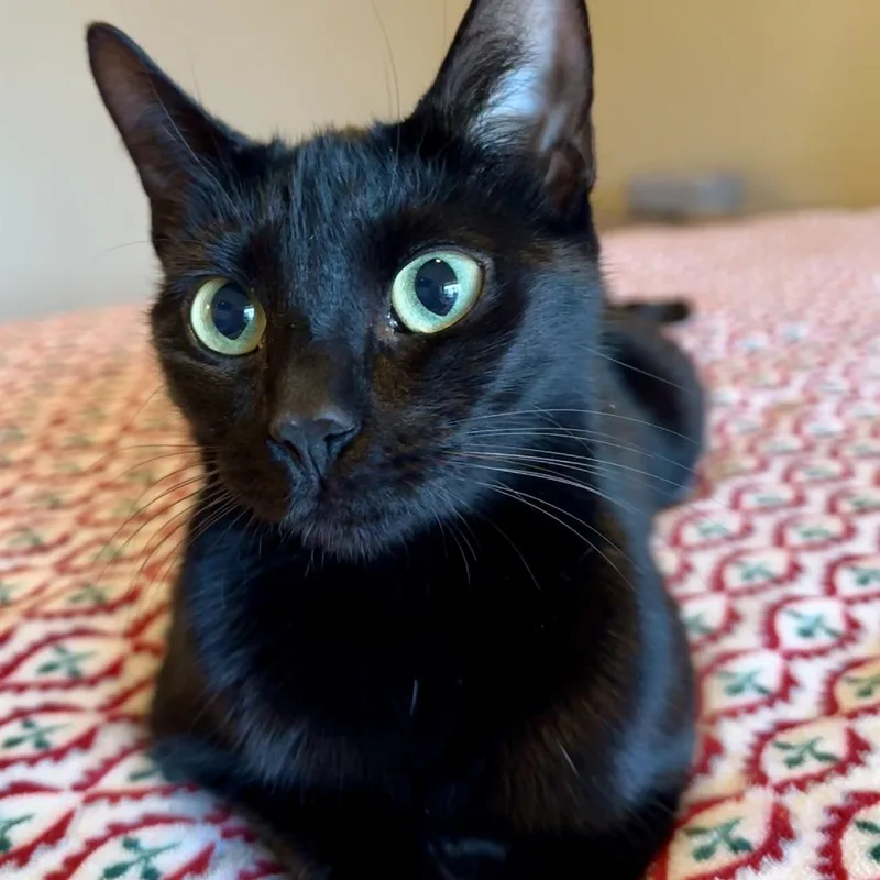 Brigitte thumbnail 3