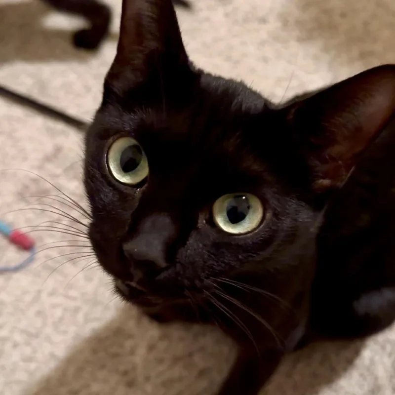 Brigitte thumbnail 4