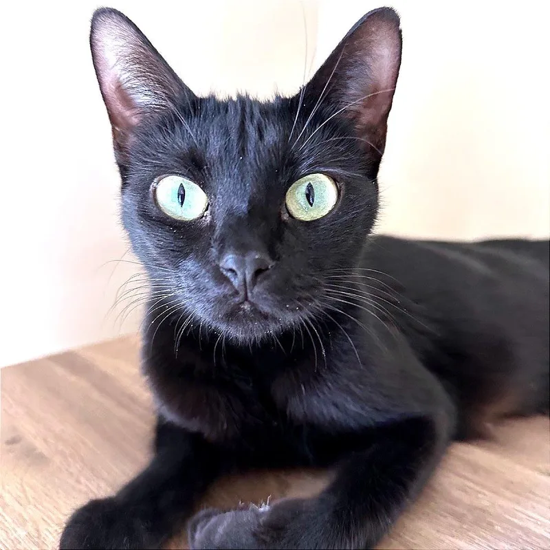 Brigitte thumbnail 5