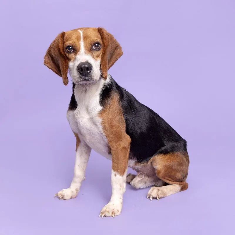 An adult small-sized male Brown / Chocolate Beagle dog named Asiago Bagel for adoption in Franklin, TN