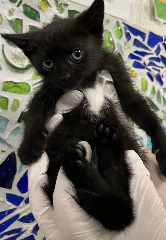 A baby small-sized female Domestic Short Hair cat named Libby for adoption in Pensacola, FL