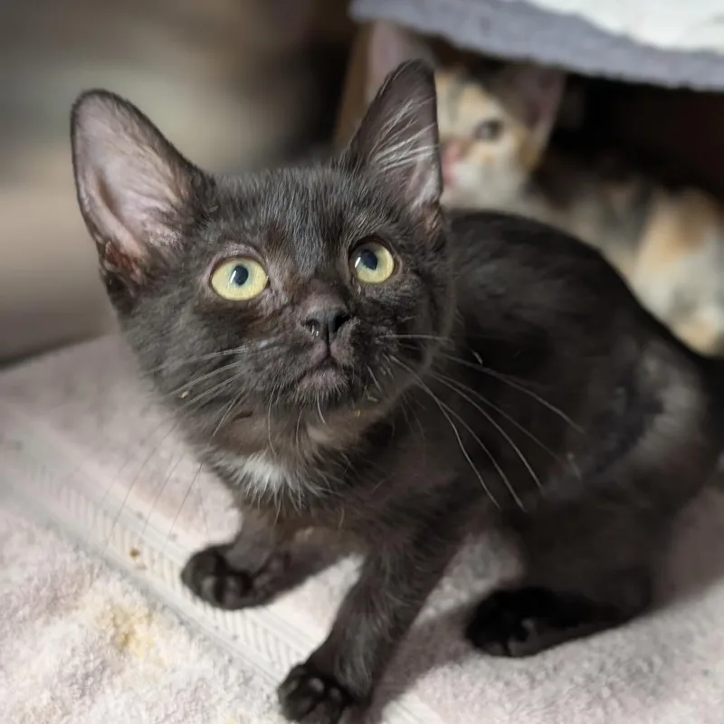 A baby medium-sized female Black Domestic Short Hair cat named Shelly for adoption in Cape Girardeau, MO