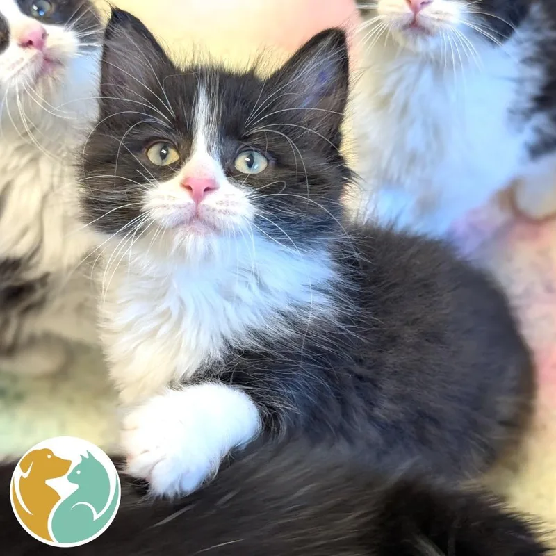 A baby small-sized male Black Domestic Medium Hair cat named Oxford for adoption in Toledo, OH