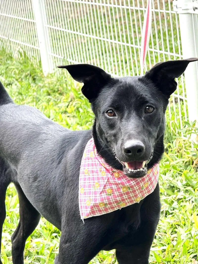 A young medium-sized female Black Mixed Breed dog named Sugar for adoption in Hacienda Heights, CA