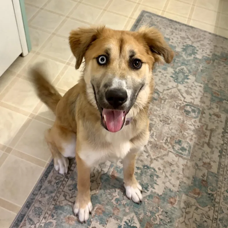 A baby large-sized female Yellow / Tan / Blond / Fawn Shepherd dog named Bella for adoption in Pelham, NH
