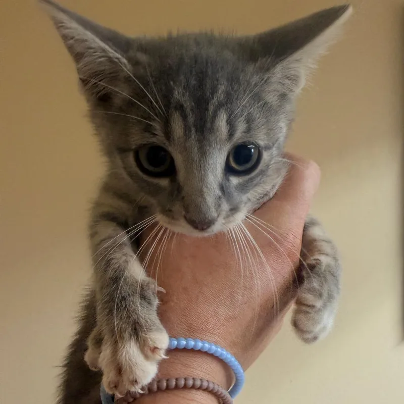 A baby small-sized female Gray / Blue / Silver Domestic Short Hair cat named Mia for adoption in Corinth, MS