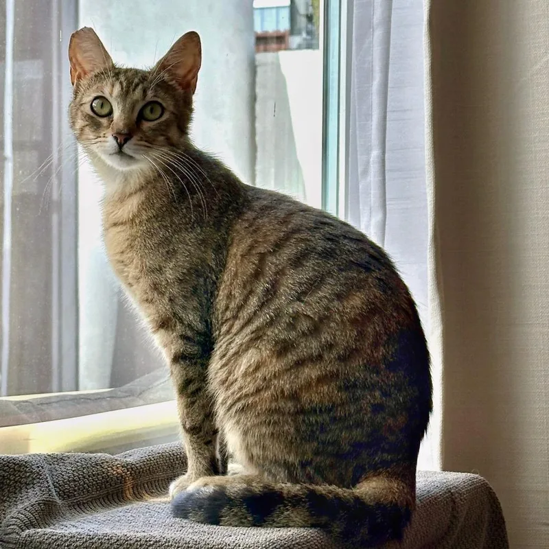 A young medium-sized female Brown / Chocolate Domestic Short Hair cat named Demi for adoption in Long Beach, CA
