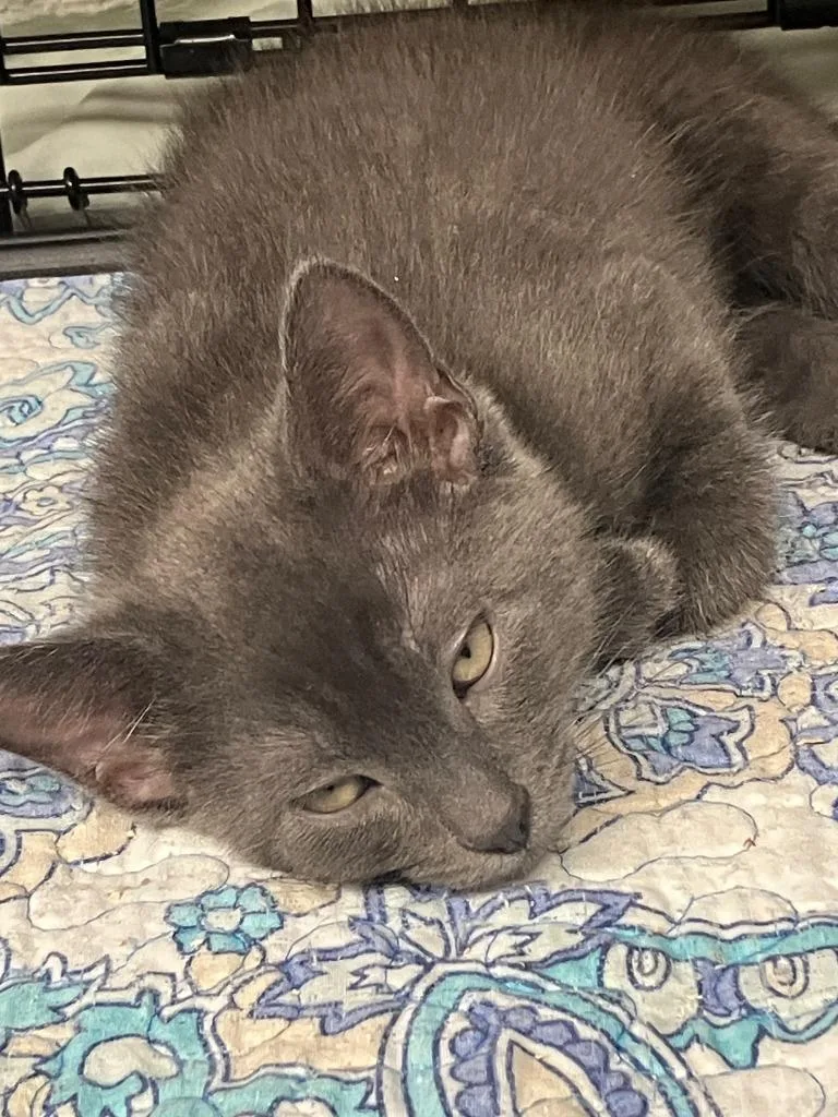 A baby small-sized male Russian Blue cat named Laenor for adoption in Lunenburg, MA