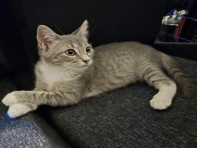 A baby medium-sized female Gray / Blue / Silver Domestic Short Hair cat named Tabitha for adoption in Woodland, CA