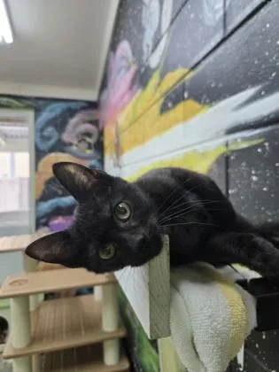 A baby small-sized male Domestic Short Hair cat named Chai Tea for adoption in Savannah, GA