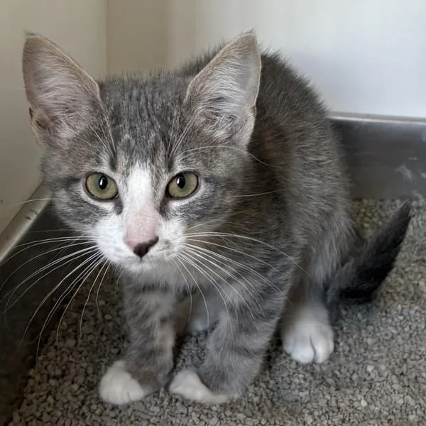 A baby small-sized male Domestic Short Hair cat named Shaggy for adoption in Des Moines, IA