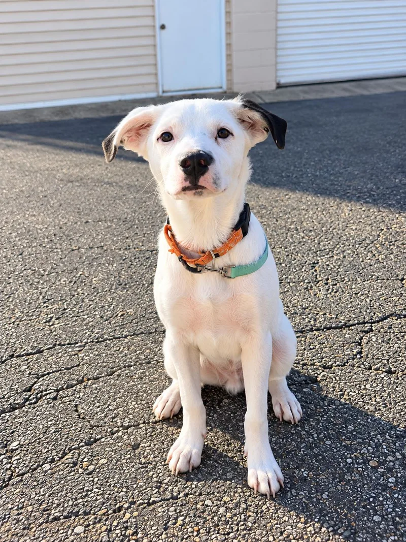 A baby medium-sized male Collie dog named Oliver for adoption in Grand Rapids, MI