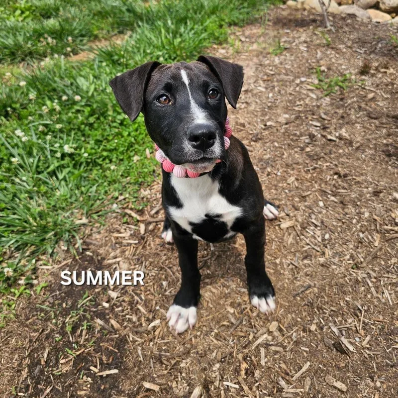 A baby small-sized female Brown / Chocolate Black Labrador Retriever dog named Summer for adoption in Madisonville, TN