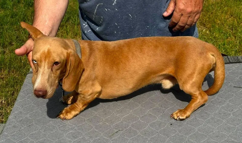 An adult small-sized male Dachshund dog named Vera's Freddy TX for adoption in Boonton, NJ